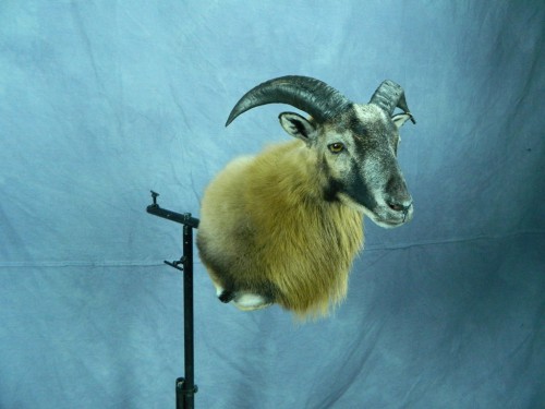 Corsican ram shoulder mount; Texas