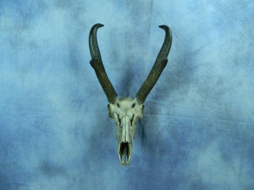 Custom antelope European skull mount; Western South Dakota