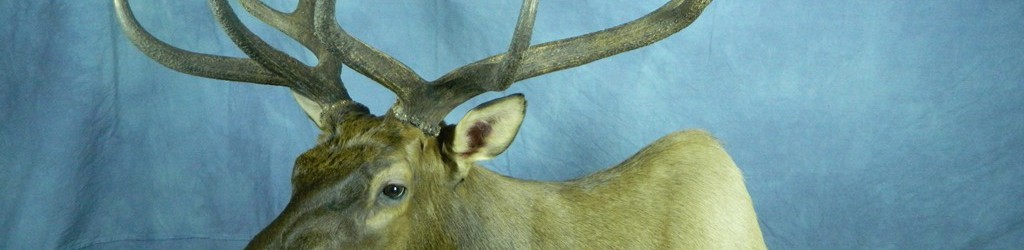 Elk shoulder mount; Black Hills, South Dakota