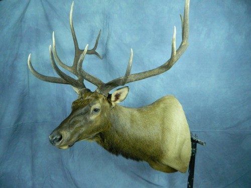 Elk shoulder mount; Black Hills, South Dakota