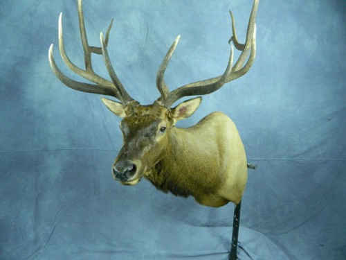 Elk shoulder mount; Sturgis, South Dakota