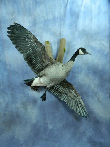 Flying Canada goose mount; Ipswich, South Dakota