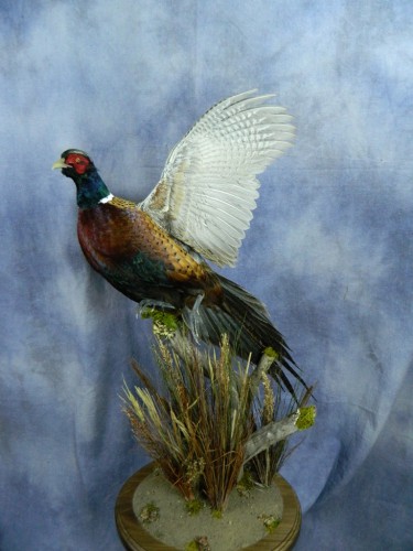Flushing pheasant mount; Huron, South Dakota