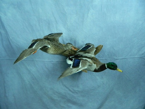 Flying mallard pair duck mount; Redfield, South Dakota