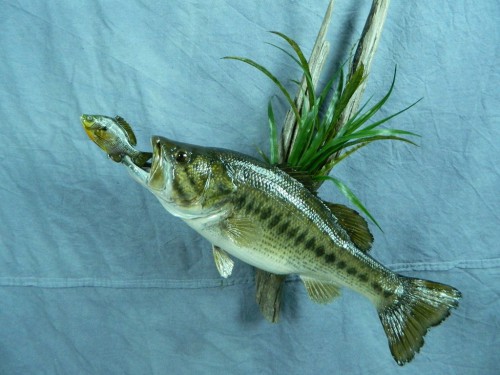 Largemouth bass fish skin mount; Aberdeen, South Dakota