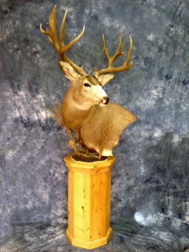Mule deer pedestal mount; Aberdeen, South Dakota