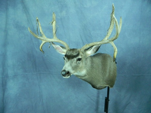 Mule deer shoulder mount; Aberdeen, South Dakota