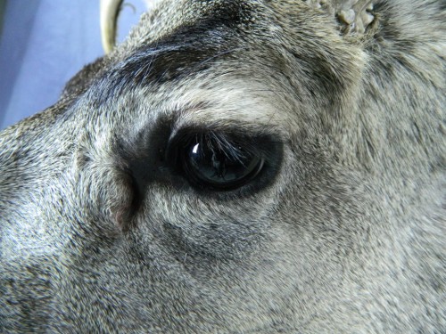 Mule deer shoulder mount - eye; Aberdeen, South Dakota