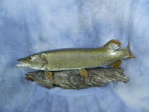 Northern pike fish skin mount; Waubay, South Dakota