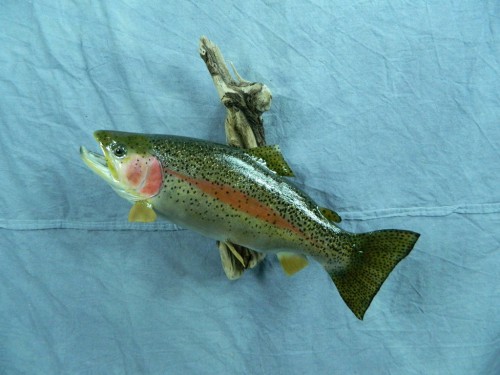Rainbow trout fish skin mount; Rapid City, South Dakota