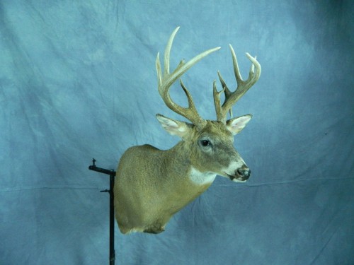 White tailed deer shoulder mount; Redfield, South Dakota