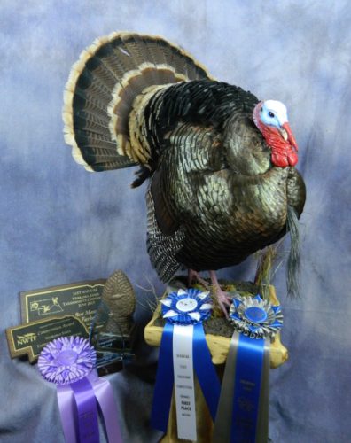 Wild turkey taxidermy mount; State award-winner in Nebraska