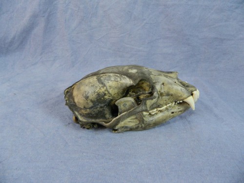 Black bear skull taxidermy mount; Manitoba, Canada