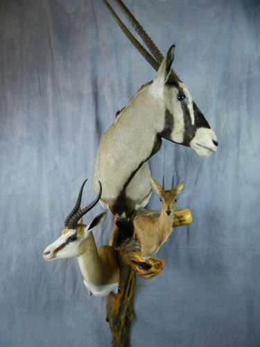 African shoulder taxidermy mount trio; South Africa