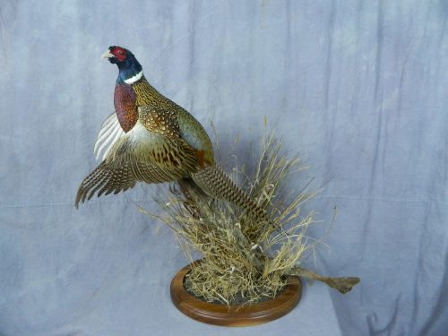 Flushing ringneck pheasant tabletop mount; Aberdeen, South Dakota