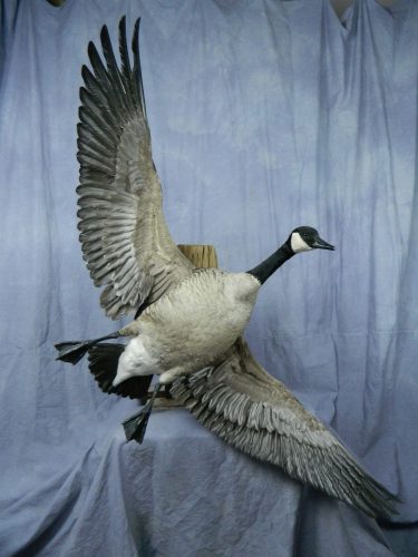 Flying Canada goose wall mount; Martin, SD