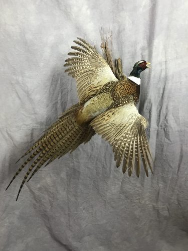Flying ring necked pheasant wall mount; Aberdeen, SD
