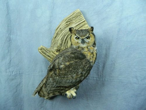 Great horned owl mount; Huron, South Dakota