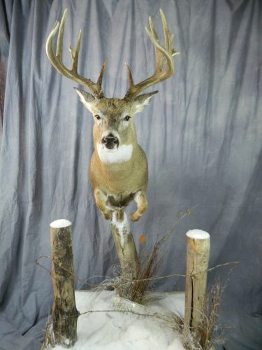 Half life size white tailed deer mount; Groton, SD