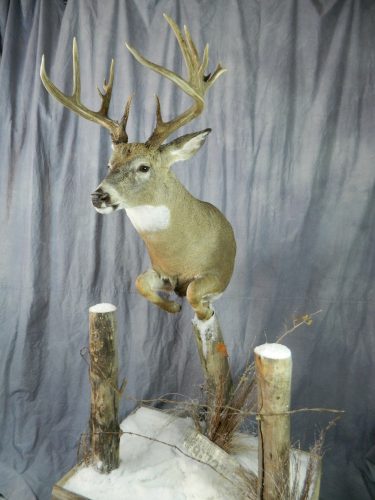 Half life size whitetailed deer mount; Groton, SD (view 2)
