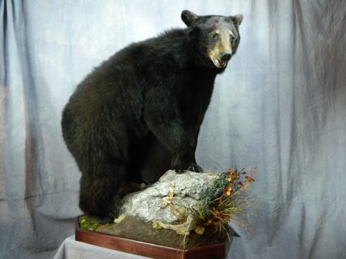 Black bear taxidermy mount; Manitoba, Canada