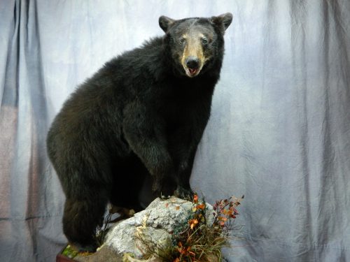 Lifesize black bear taxidermy mount; Manitoba, Canada