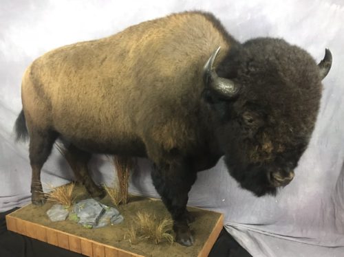 Bison Lifesize Mount - South Dakota