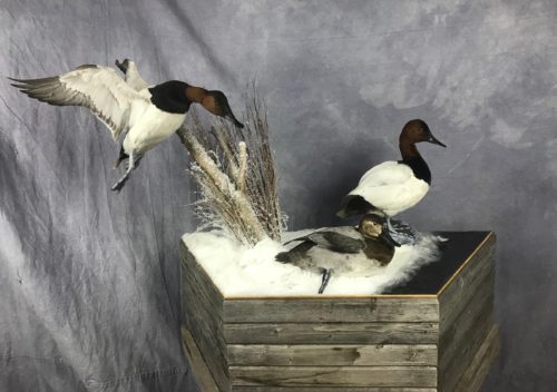 Canvasback Trio Table Mount; Aberdeen SD