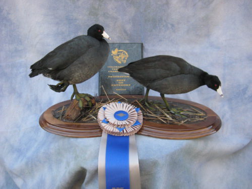 Coot Mount; National Taxidermy Competition Award Winner