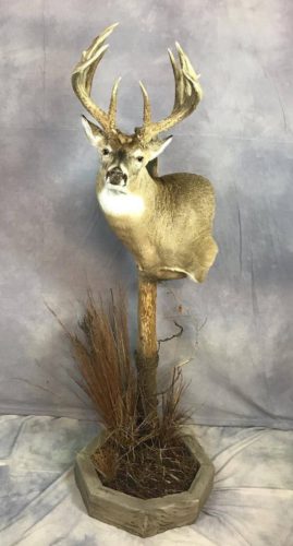 Custom White-Tailed Deer Pedestal Mount Brown County SD (1)