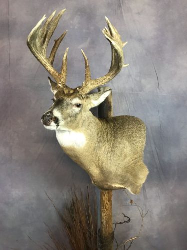 Custom White-Tailed Deer Pedestal Mount Brown County SD (2)