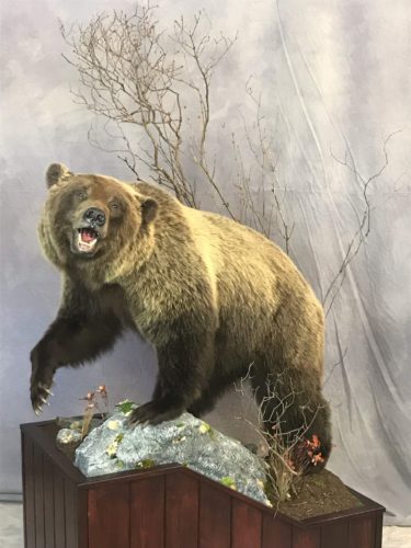 Life Size Grizzly Bear Floor Mount - British Columbia
