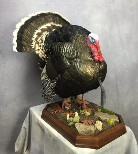 Merriam's Turkey Tabletop Mount - Roberts County
