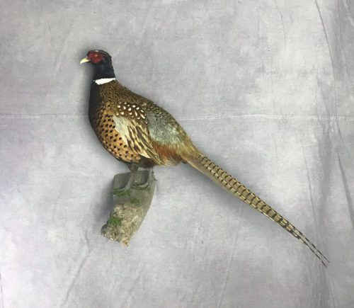 Ring-Necked Standing Pheasant Wall Mount - Brown County