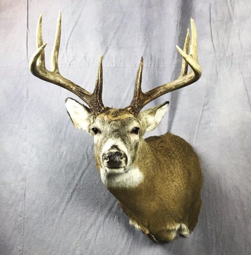 Whitetail Deer Shoulder Mount - South Dakota